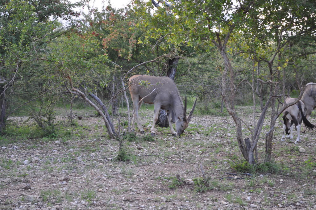 Etotongwe Lodge Оутджо Екстериор снимка